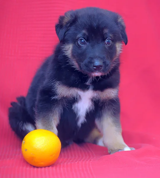 Brown mutt puppy with orange on a red — Stock Photo, Image