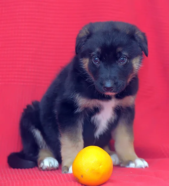 Brown mutt puppy with orange on a red — Stock Photo, Image