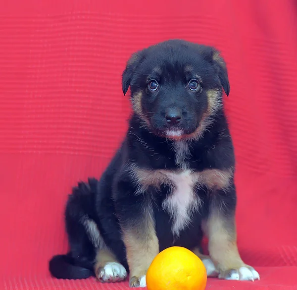 オレンジ色のオレンジ色のネズミの子犬 — ストック写真