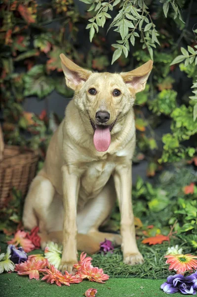 Brown dog among greenery — Stock Photo, Image