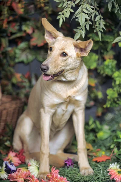Brązowy pies wśród zieleni — Zdjęcie stockowe