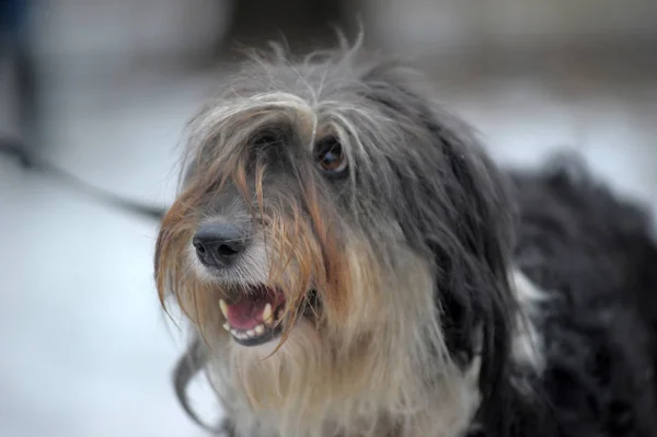 Uzun saçlı köpek mestizo terrier — Stok fotoğraf