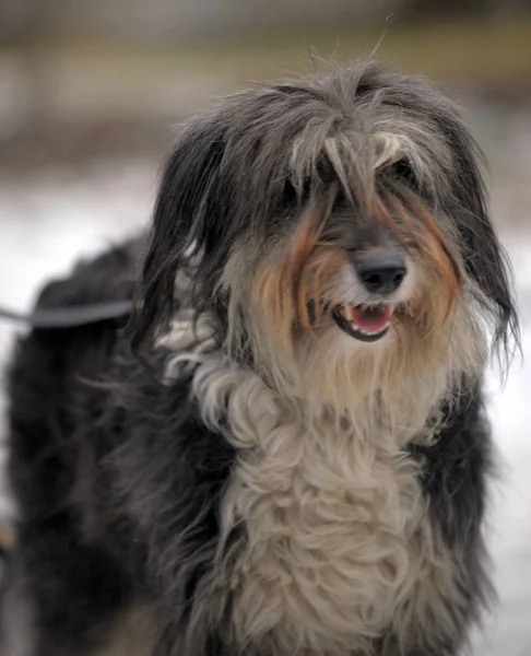 Uzun saçlı köpek mestizo terrier — Stok fotoğraf