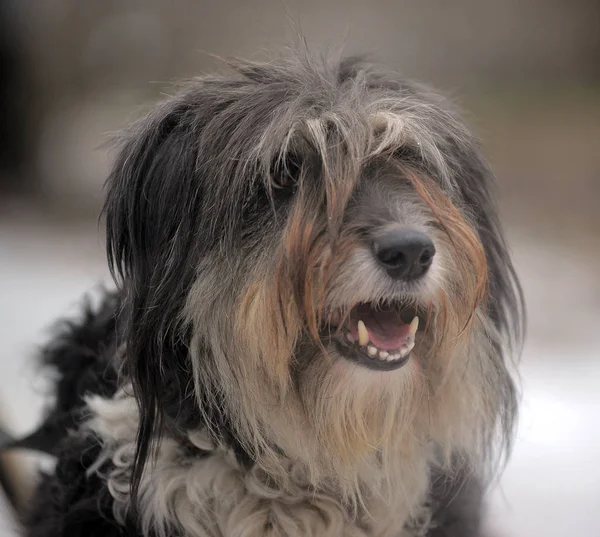 Long-haired dog mestizo terrier — Stock Photo, Image