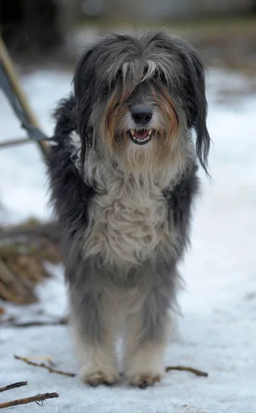 Uzun saçlı köpek mestizo terrier — Stok fotoğraf