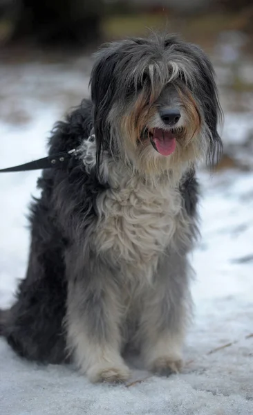 Cane dai capelli lunghi mestizo terrier — Foto Stock
