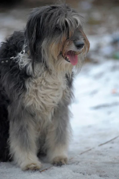 Långhåriga hund mestizo terrier — Stockfoto