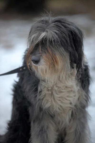 Långhåriga hund mestizo terrier — Stockfoto