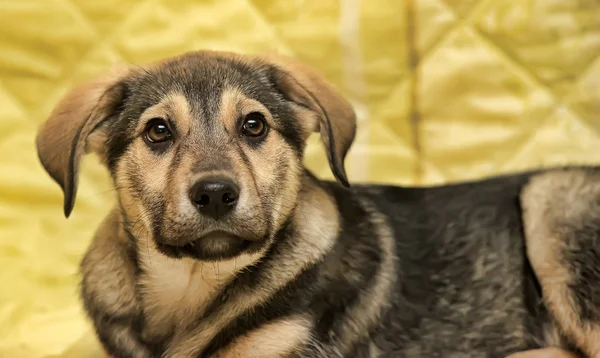 Halfbloed bruine pup op een geel — Stockfoto