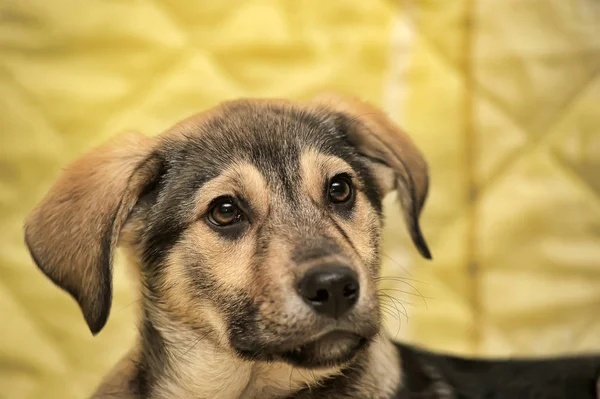 Mestizo cachorro marrón en un amarillo — Foto de Stock