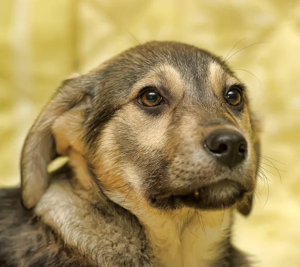 Sarı üzerine melez kahverengi köpek yavrusu. — Stok fotoğraf