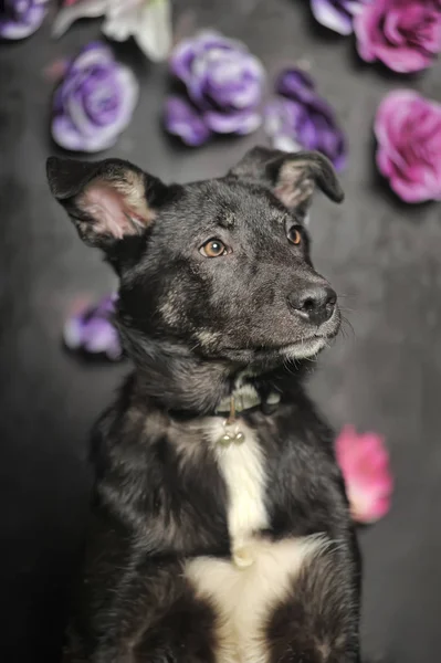 Perro mestizo negro sobre un fondo oscuro —  Fotos de Stock