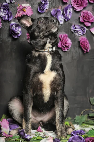 深色背景下的黑色混血儿狗 — 图库照片