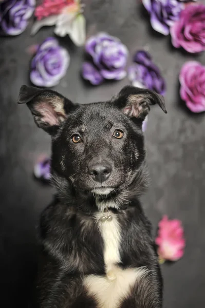 Preto mestiço cão em um fundo escuro — Fotografia de Stock