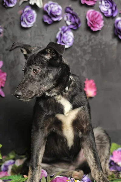 Nero mestizo cane su uno sfondo scuro — Foto Stock