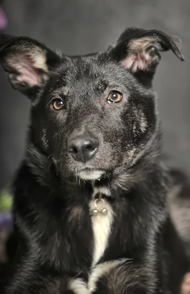 Preto mestiço cão em um fundo escuro — Fotografia de Stock