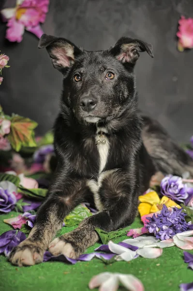 Nero mestizo cane su uno sfondo scuro — Foto Stock