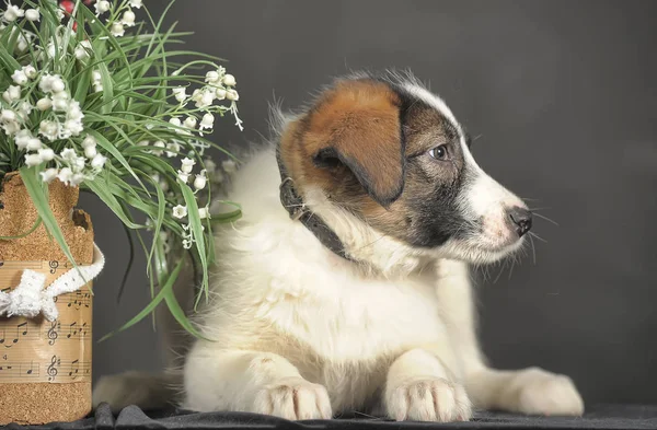 Tricolor schattige mestizo puppy met rieten manden met bloemen — Stockfoto