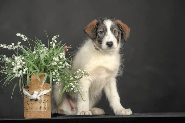 Tricolor schattige mestizo puppy met rieten manden met bloemen — Stockfoto