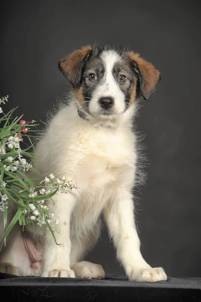 Tricolor cute mestizo puppy with wicker baskets with flowers — 스톡 사진