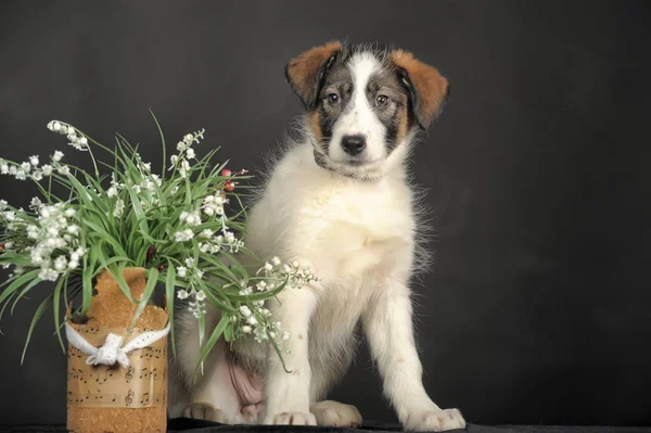 三色可爱的mestizo小狗，有柳条篮和花 — 图库照片