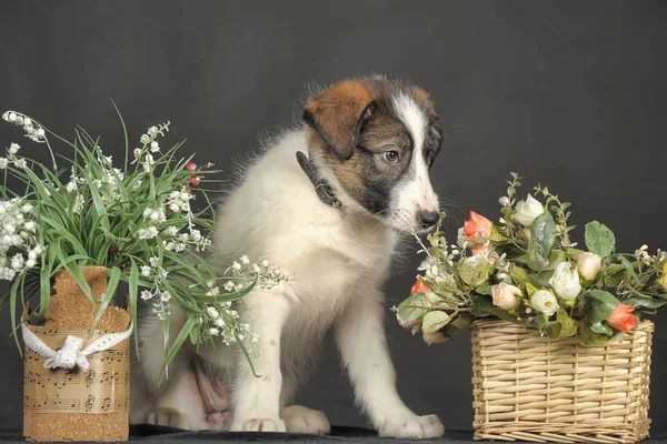 Hasır sepetli ve çiçekli üç renkli tatlı mestizo köpek yavrusu. — Stok fotoğraf