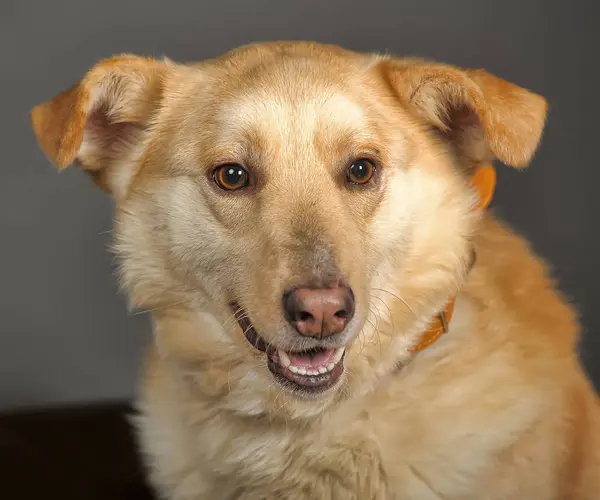 Yakalı kızıl saçlı bir köpek. — Stok fotoğraf