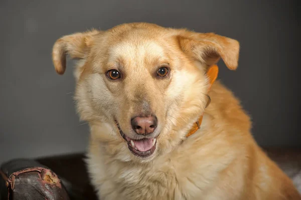 Roodharige hond in een halsband — Stockfoto