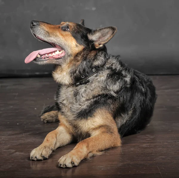 An old half-breed shepherd dog lies — 스톡 사진