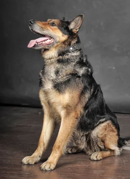 Un vecchio cane pastore mezzosangue si trova — Foto Stock