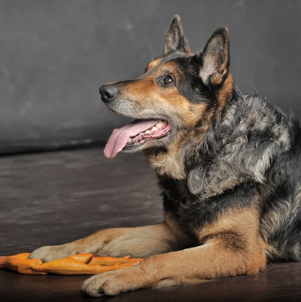 Um velho cão pastor mestiço mente — Fotografia de Stock