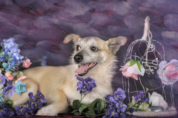 Счастливая собака-метис-терьер среди цветов на фоне темного бэкграуна — стоковое фото