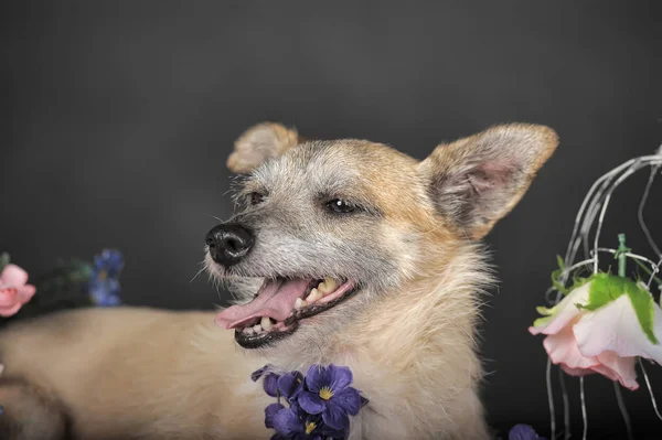 Happy dog mestizo terrier among flowers against a dark backgroun — Stock Photo, Image