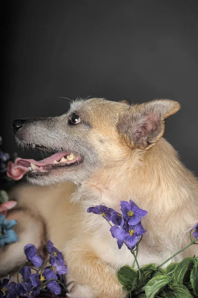 Glücklicher Hund Mestizo Terrier zwischen Blumen vor dunklem Hintergrund — Stockfoto