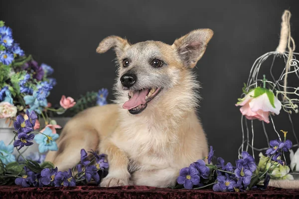 Happy dog mestizo terrier onder bloemen tegen een donkere achtergrond — Stockfoto