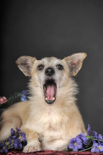 Glücklicher Hund Mestizo Terrier zwischen Blumen vor dunklem Hintergrund — Stockfoto