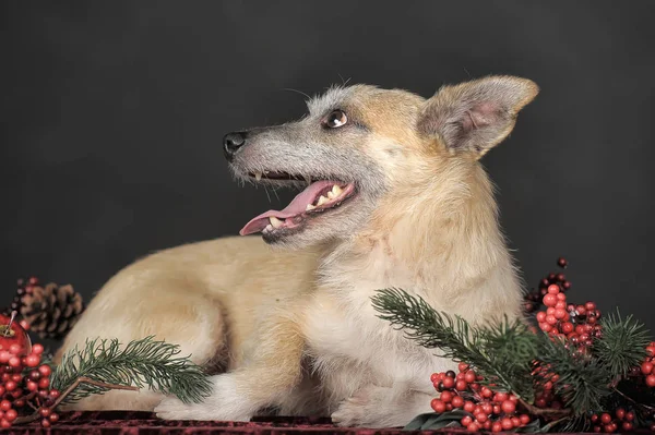 Happy dog mestizo terrier in the studio with red christmas berri — Stock Photo, Image