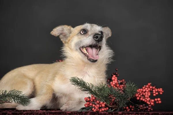 Mutlu köpek mestizo terrier stüdyoda kırmızı noel berri ile — Stok fotoğraf