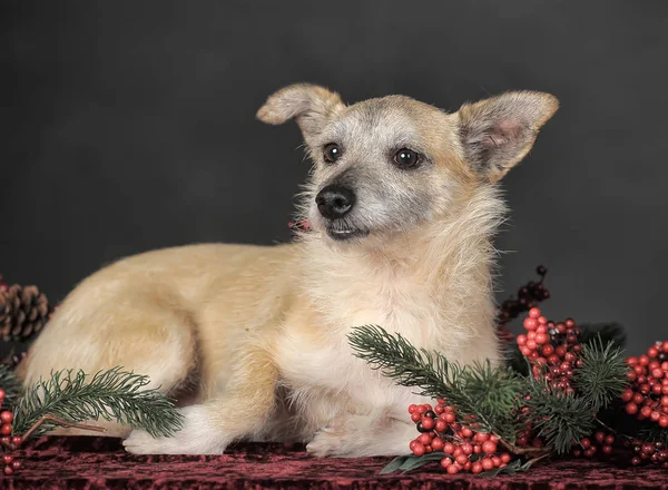 Felice cane mestizo terrier in studio con rosso Natale berri — Foto Stock