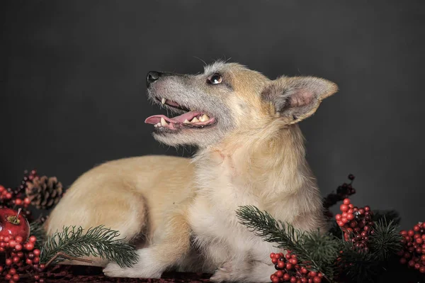 Happy dog mestizo terrier in the studio with red christmas berri — Stock Photo, Image