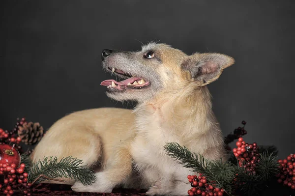 Felice cane mestizo terrier in studio con rosso Natale berri — Foto Stock