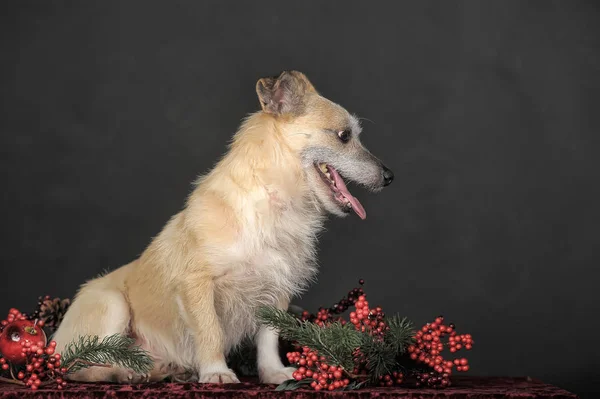 Gelukkig hond mestizo terrier in de studio met rode kerst berri — Stockfoto