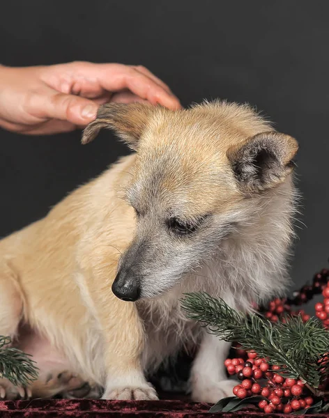 Felice cane mestizo terrier in studio con rosso Natale berri — Foto Stock