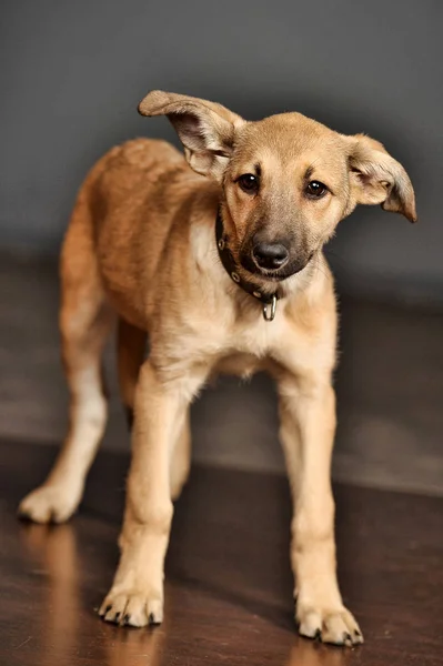 Brown puppy mongrel on the floor in the studio — Stock Photo, Image