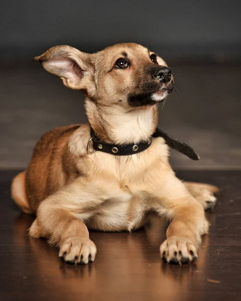 Brown puppy mongrel on the floor in the studio — 스톡 사진