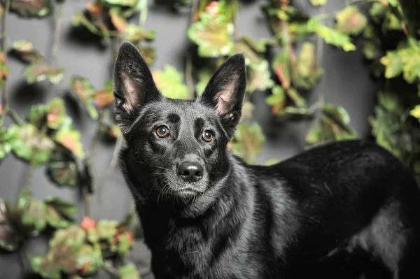 Czarny pies mestizo na tle zieleni — Zdjęcie stockowe