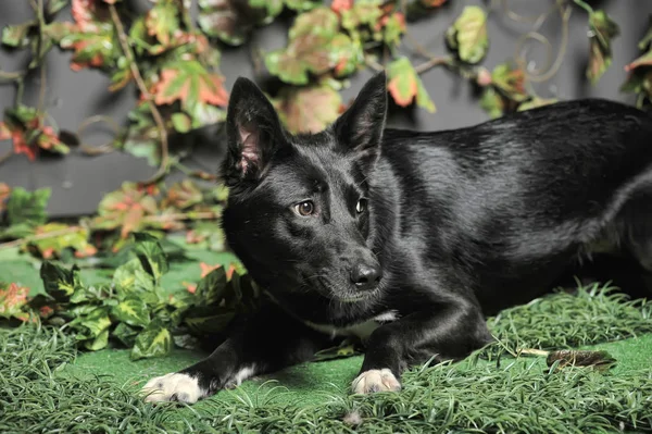 Mestiço cão preto em um fundo de verde — Fotografia de Stock