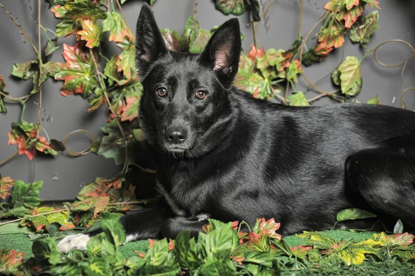 Black dog mestizo on a background of green — Stock Photo, Image
