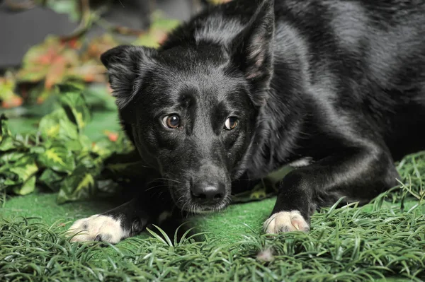 Mestiço cão preto em um fundo de verde — Fotografia de Stock