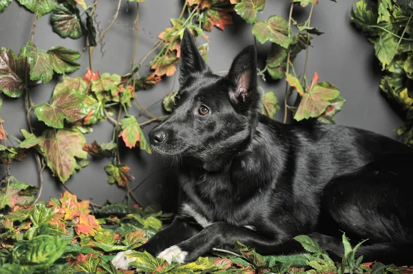 緑を背景にした黒い犬のメスティーソ — ストック写真
